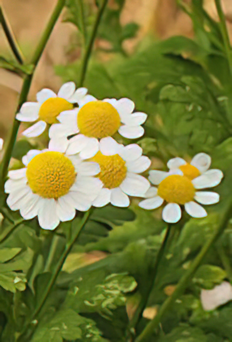 Feverfew or Batchelor’s Buttons