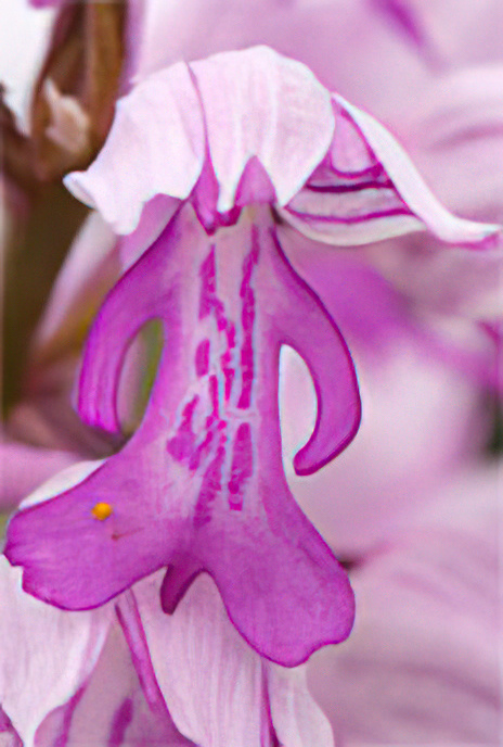 Military or Soldier Orchid