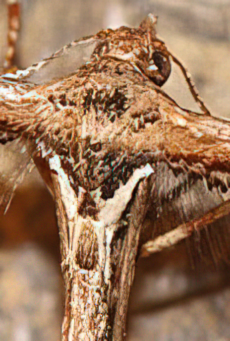 Beautiful Plume Moth