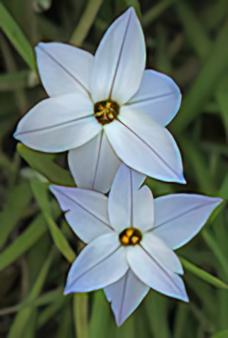 Spring Star Flower