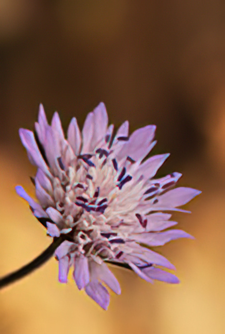 Whole-leaved Scabious