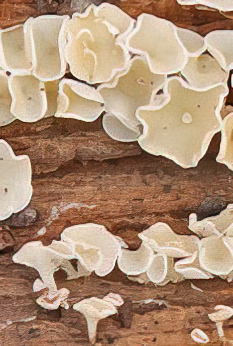Milky Drop Fungus