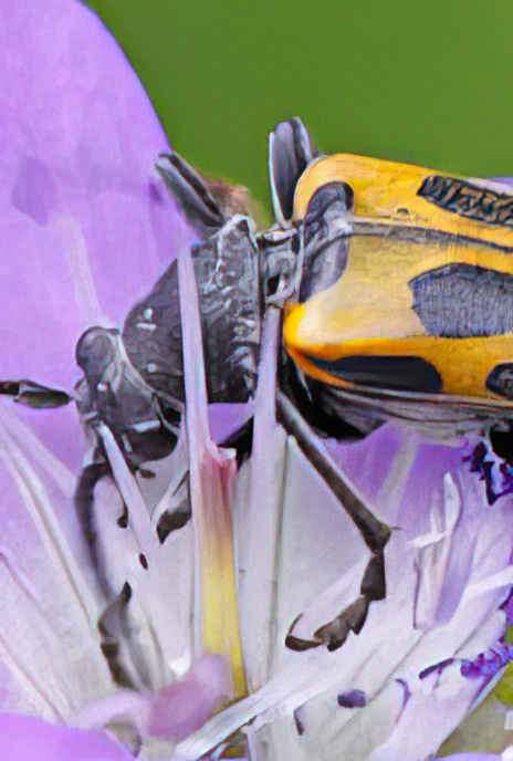 Speckled Longhorn Beetle