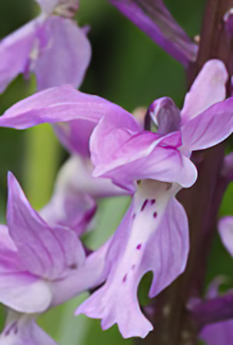 Bohemian Early Purple Orchid