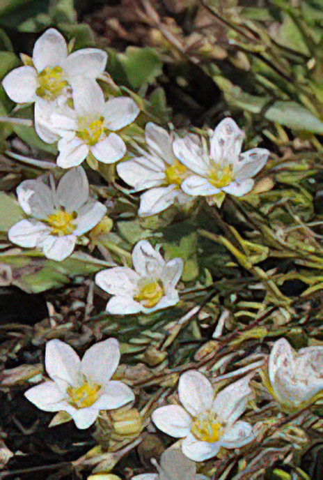 Spring Sandwort or Mountain Breeze (Welsh)