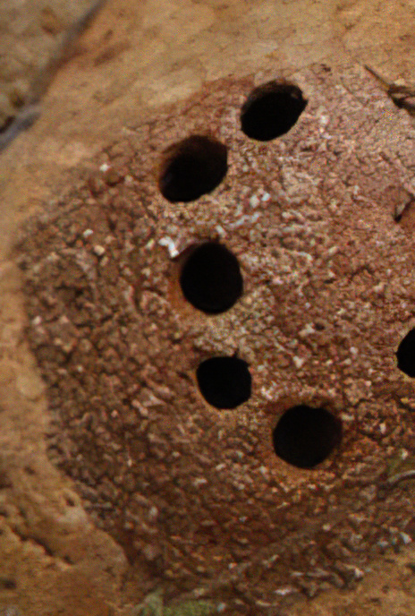 Mud Dauber Wasp (nest)
