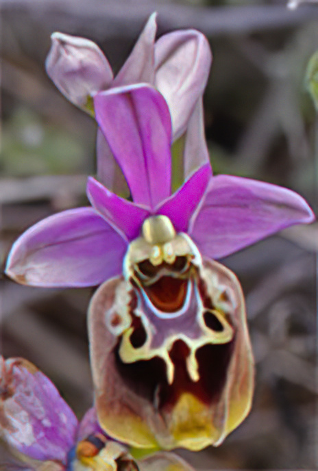 Bishop’s Ophrys