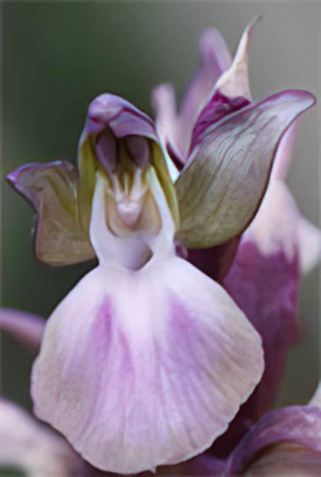 Hill Orchid