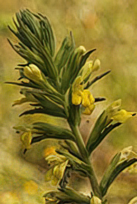 Yellow Bartsia or Yellow Gland Weed