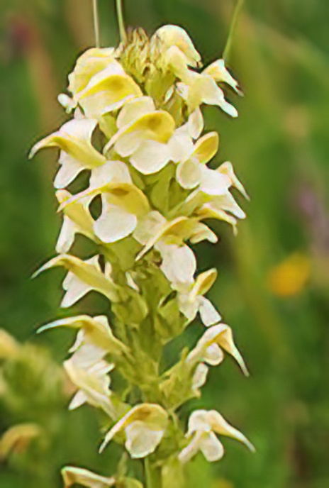 Tall-flowered Yellow Lousewort